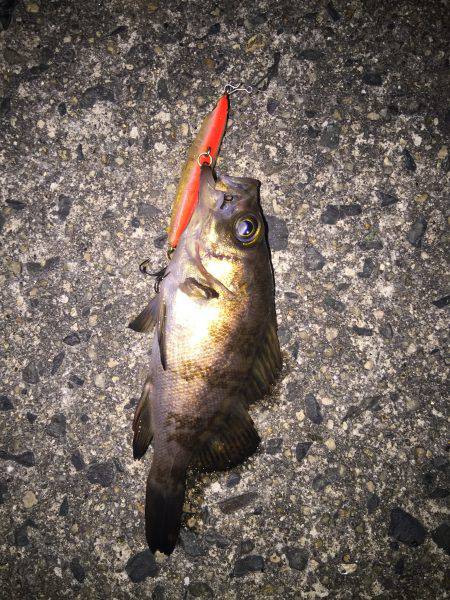 久しぶりだが豆メバル